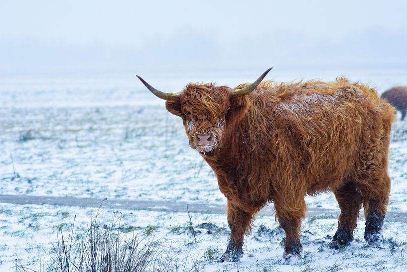 Schotse Hooglander in de sneeuw. van Esther van Engen