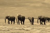 Amboseli Elephants van Roland Smeets thumbnail