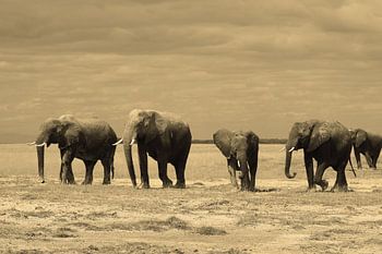 Amboseli Elephants