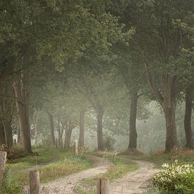 Mystical forest path on Vossenberg estate by KB Design & Photography (Karen Brouwer)