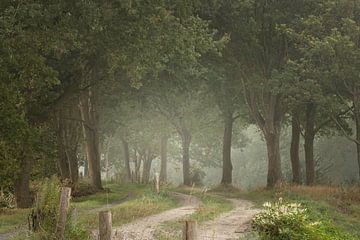 Mystiek bospad op landgoed Vossenberg van KB Design & Photography (Karen Brouwer)