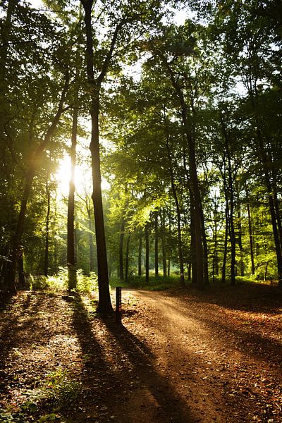 the path by Kelly Coppens