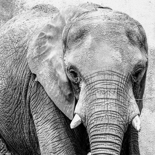 Elefant in schwarz-weiß von Abraham van Leeuwen