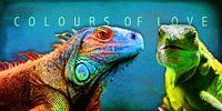 Colours of Love | Rainbow Colours