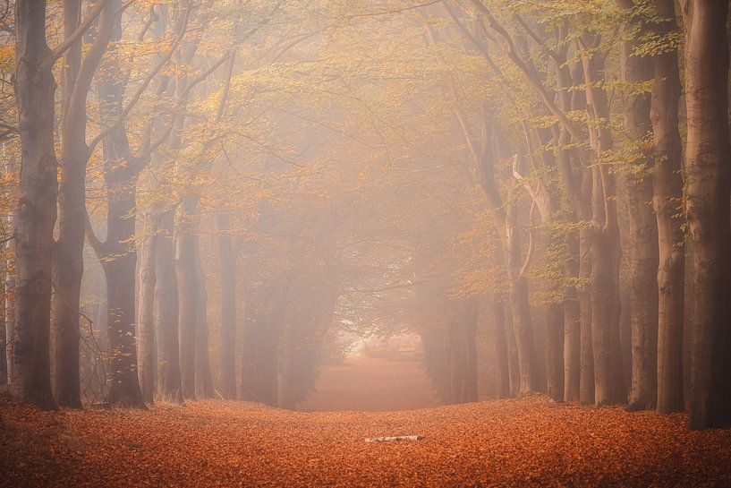 Forest photography &quot;The red spell&quot; by Björn van den Berg