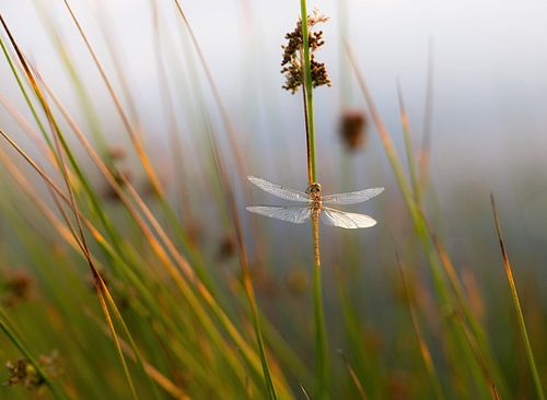 libellen en juffers part 4