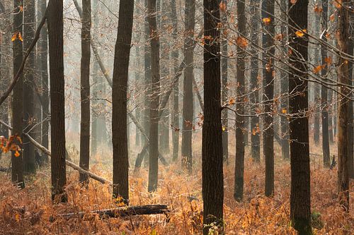 Magische ochtend in het bos