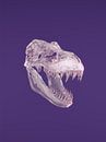 Glazen T-rex  schedel van Tom IJmker thumbnail