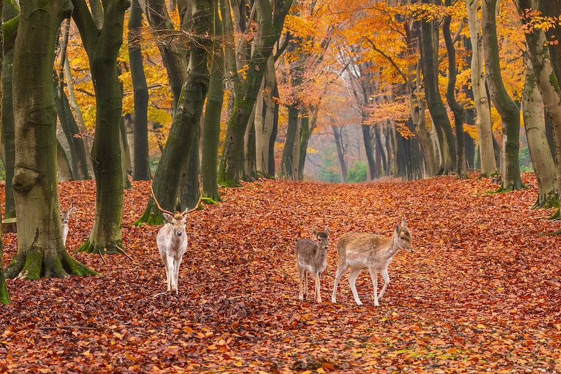 Hirsche im Herbst von Mei-Nga Smit-Wu