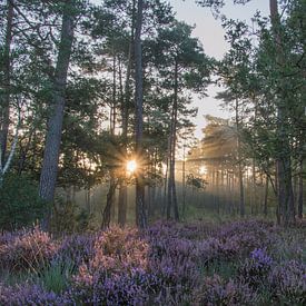 Sunrise on the heath near the forest by J Y