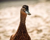 closeup van een eend