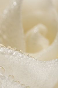 Tropfen auf einer Rose