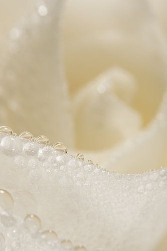 Druppels op een roos