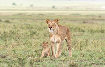 A family affair! by Robert Kok
