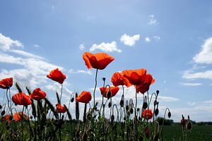 En contre-jour