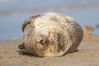 Jonge zeehond geniet van wat tijd op het strand