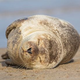 Jonge zeehond geniet van wat tijd op het strand van AylwynPhoto