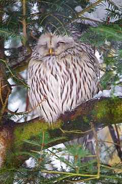 Chouette de Tengmalm (Strix uralensis) sur Dirk Rüter