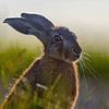 Een jonge haas zit in een groene weide op een zonnige zomerochtend van Mario Plechaty Photography