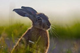 A young hare sits in a green meadow on a sunny summer morning by Mario Plechaty Photography