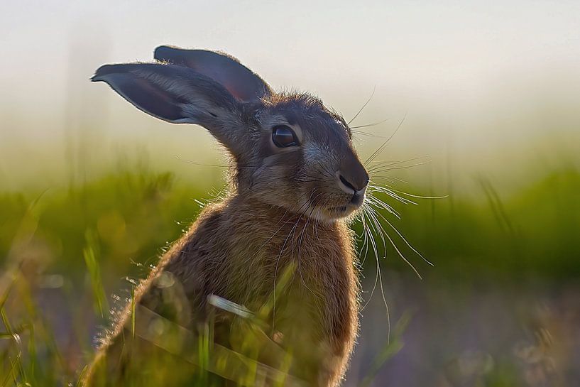 Ein Junger Feldhase sitzt auf einer grünen Wiese an einem sonnigen Sommer Morgen von Mario Plechaty Photography