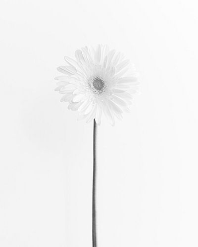 Pure - Monochrome blooms