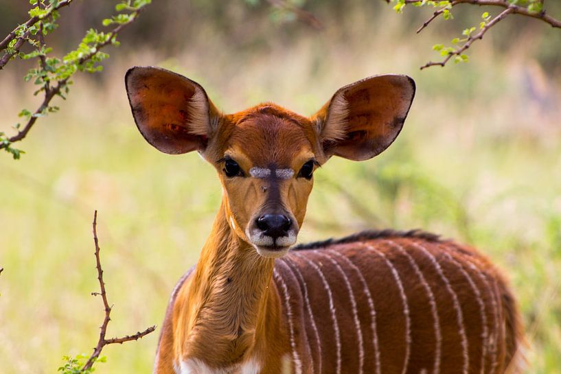 Little beauty by Linda van der Steen