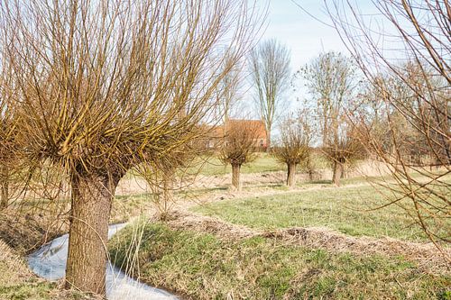 Zicht op Groot Wetsinge met wilgen