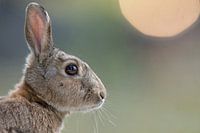 Wild rabbit (Oryctolagus cuniculus)