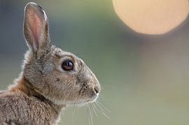 Lapin de garenne (Oryctolagus cuniculus) sur Vienna Wildlife