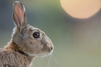 Wild rabbit (Oryctolagus cuniculus)
