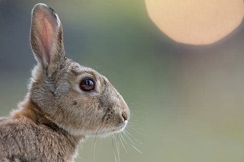 Wildkaninchen (Oryctolagus cuniculus) 