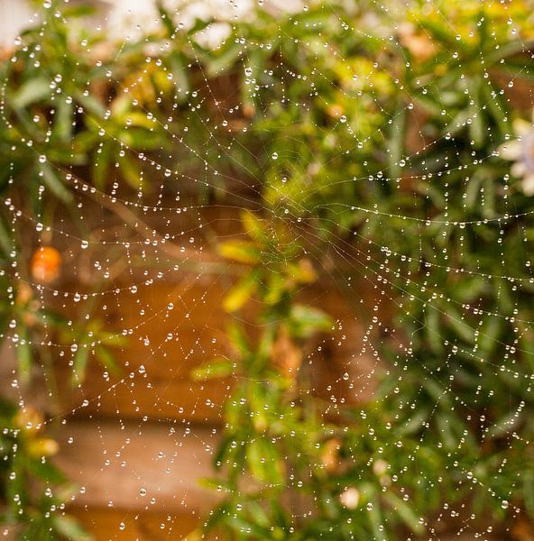 Natgeregend spinnenweb by Rinke Velds