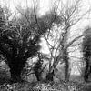 Mist tussen bomen van Heiko Westphalen