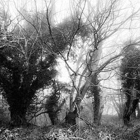 Mist tussen bomen van Heiko Westphalen