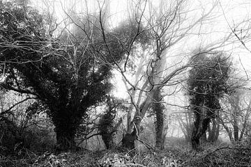 Mist tussen bomen van Heiko Westphalen