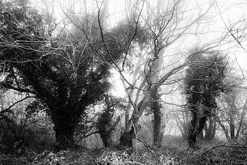 Brouillard entre les arbres sur Heiko Westphalen