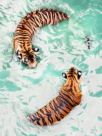 Yin- & -Yang-Tigers von Gal Design