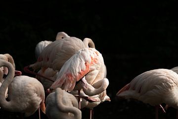Poetsende flamingo van Michael van Eijk