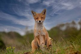 Zittende Vos van Maurice van de Waarsenburg