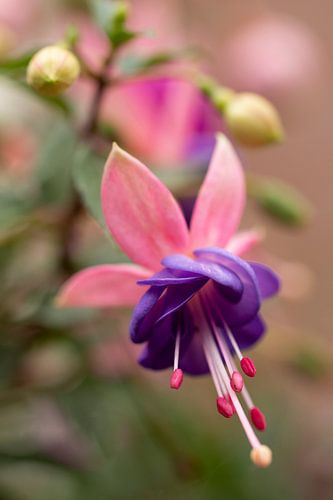 Fuchsia 2