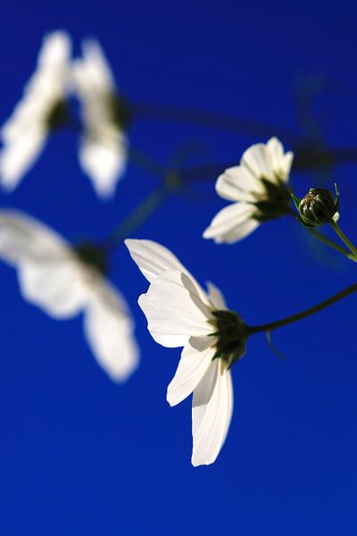Cosmea von Thomas Jäger