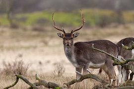 La côte hollandaise avec ses daims