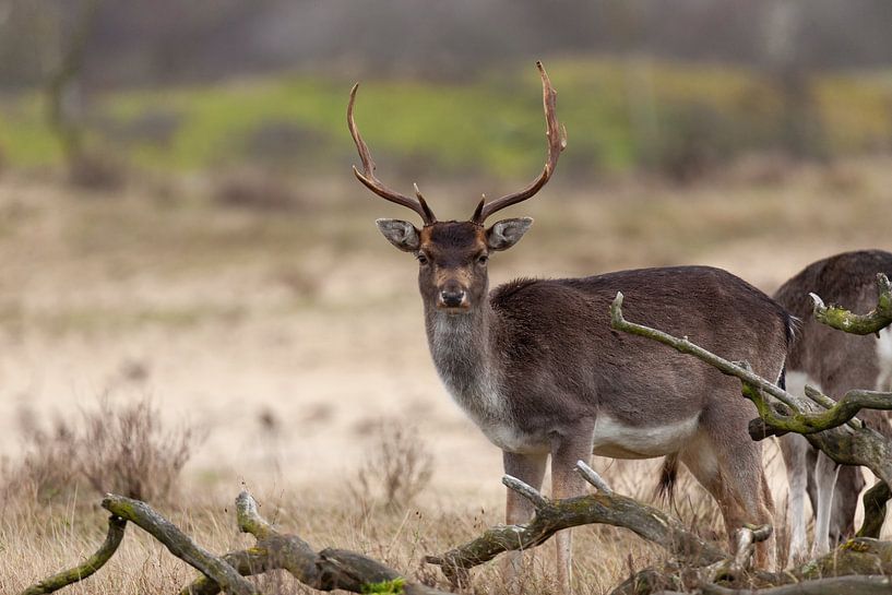 Dutch coast with its fallow deer by Björn van den Berg