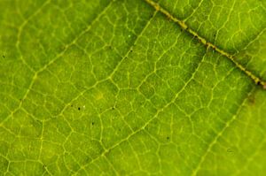 Macrofoto van de nerven van een groen blad