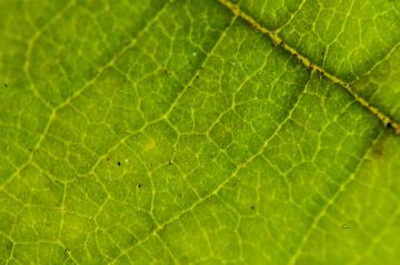Macrofoto van de nerven van een groen blad van Thomas Poots