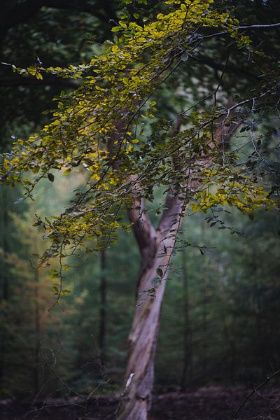 Nahaufnahme eines Baumes mit grünem Laub im Speulderbos Ermelo von Bart Ros