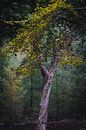 Nahaufnahme eines Baumes mit grünem Laub im Speulderbos Ermelo von Bart Ros Miniaturansicht