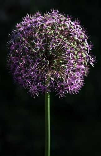 Flowering ornamental leek in portrait format