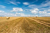 Yellow wheat fields and green surroundings on rural farmland by Werner Lerooy thumbnail